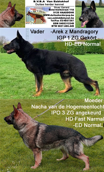 herder Kennel Van Esblokhof : Duitse herder puppy's zijn op 24/01/2023 Geboren, en pups mogen Moeder verlaten
